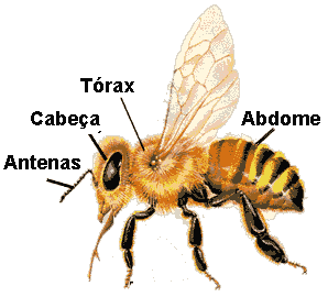 rumor fatigue efficiency Abelha - Anatomia das abelhas - Saúde Animal | Saúde Animal