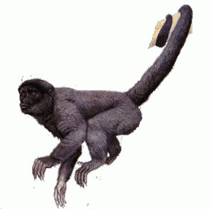 Macaco-aranha png