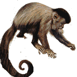 Macaco-prego Capuchinho-capim-primata Macaco Chimpanzé, macaco, mamífero,  animais png