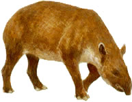 tapir2