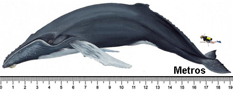 Resultado de imagem para baleia jubarte tamanho