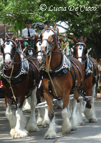 clydesdale2