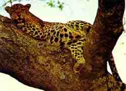 leopardo2