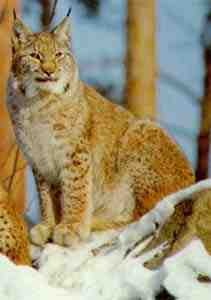 lince5