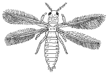 thysanoptera