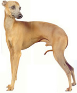 greyhound2