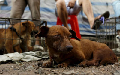 Cães para venda são vistos no mercado de cão Dashichang à frente de um festival de carne de cachorro locais