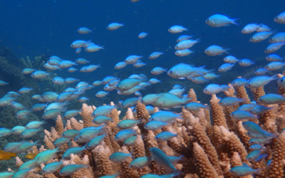 Foto mostra peixes-donzela na Grande Barreira de Corais na Austrália (Foto: MARK MCCORMICK / JAMES COOK UNIVERSITY / AFP )