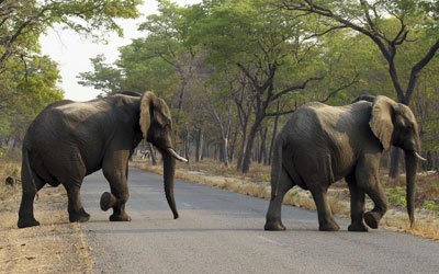 Elefantes estão entre os mamíferos mais afetados pelas mudanças climáticas (Foto: Tsvangirayi Mukwazhi, File/AP Photo)