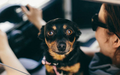 Estudo mostra que os cachorros conseguem reconhecer emoções humanas (Foto: Kaboompics)