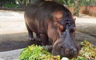Polícia ainda tenta identificar autores e a motivação do ataque ao único hipopótamo de El Salvador (Foto: Parque Zoológico Nacional de El Salvador)