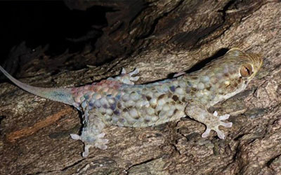 O lagarto Geckolepis megalepis se livra das escamas ao menor toque e as regenera em pouco tempo (Foto: F. Glaw)