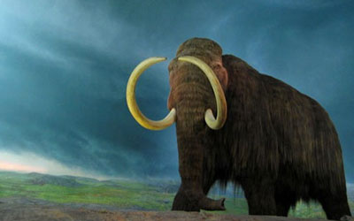 Reconstrução de um exemplar de mamute-lanoso que está no Museu Real da Columbia Britânica (Foto: rpongsaj/Wikimedia Commons)