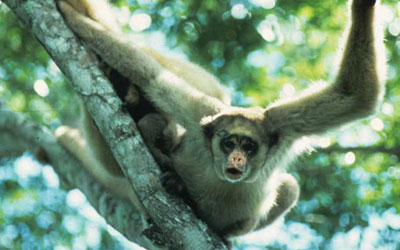 Imagem do muriqui-do-norte, primata que foi incluído na lista dos animais com risco de desaparecer (Foto: Divulgação)