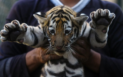 Tigre de 45 dias é mostrado em El Salvador (Foto: Marvin Recinos / AFP)