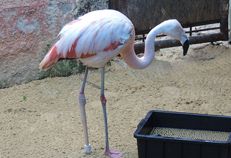 Flamingo recebeu prótese em tom parecido com o da pata (Foto: Tássia Lima / G1)