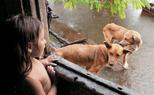 Na Amazônia, os animais vivem em cumplicidade com crianças caboclas (Foto: Divulgação)