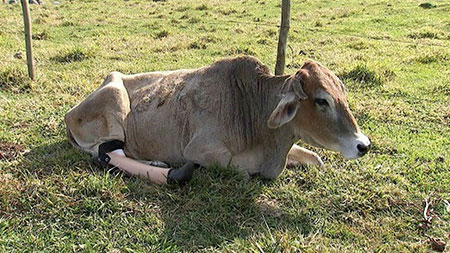 Vaca Neguinha recebeu prótese na pata traseira (Foto: Reprodução/TV TEM)